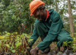 Ugandan forester cares for saplings